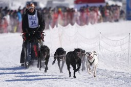 Lenk 2013